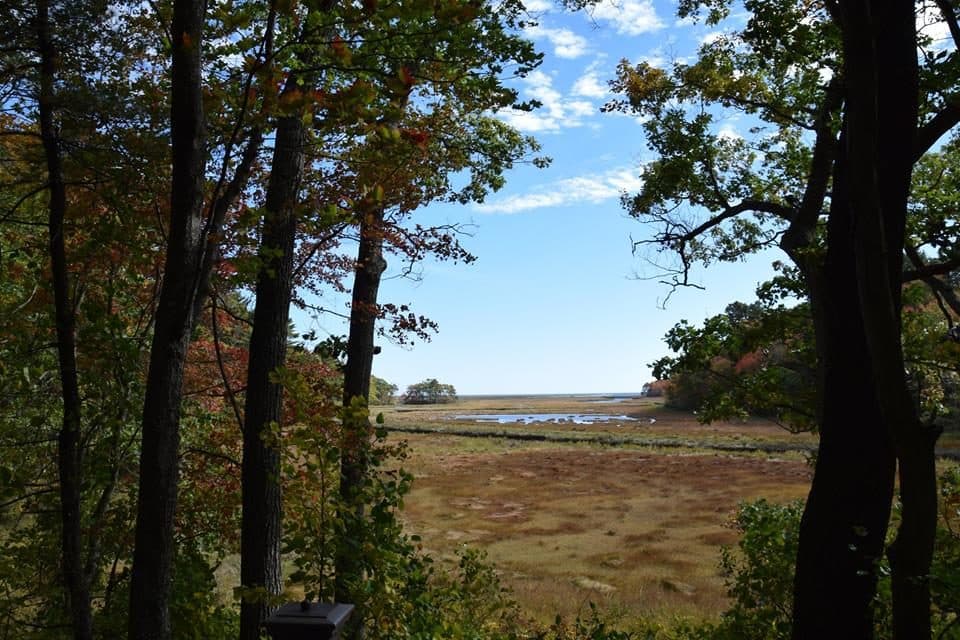 Salt marsh seen through a gap in oak trees on the Carson Trail, with blue sky and a line of trees on the far side.